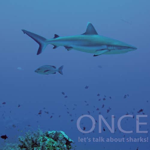 Once -Let’s talk about sharks
